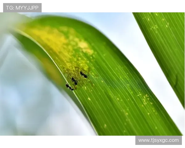 璐靛窞绛戝煄瀹樺涓ゅ皢绂婚槦 鏉庡▉渚槧涓炲紑鍚柊寰佺▼